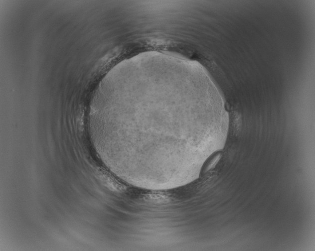 X0000076330668200610201706