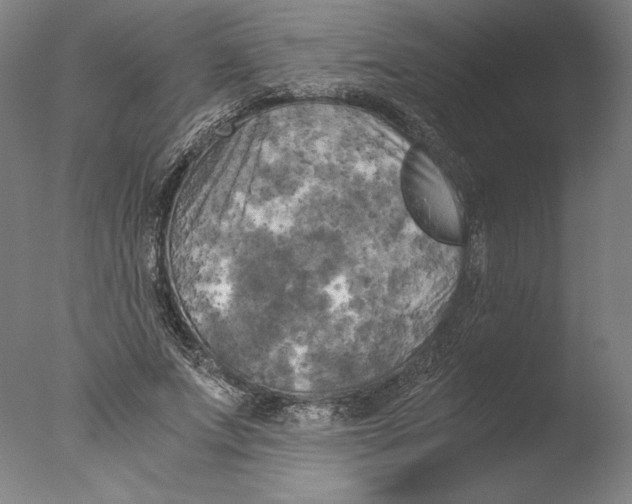 X0000076330687200610201705