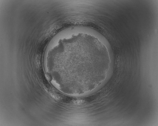 X0000076330695200610201705