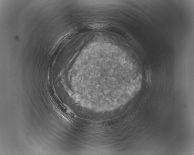 X0000076330733200610201704