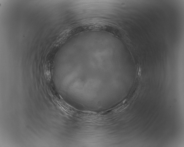 X0000076330771200610201704