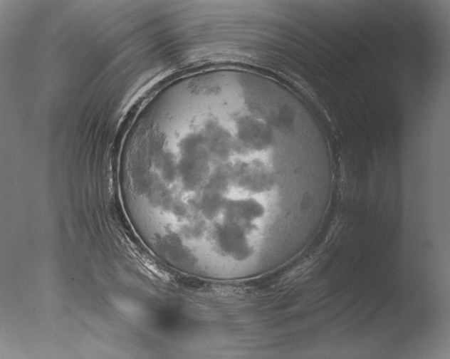 X0000076330782200610201703