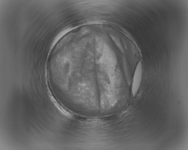 X0000076330811200610201703