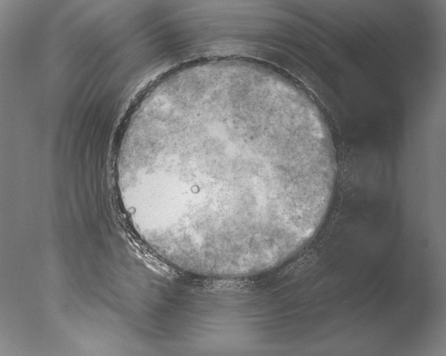 X0000076330832200610201702