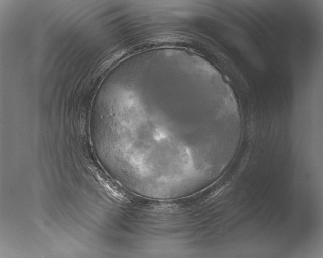 X0000076330833200610201702