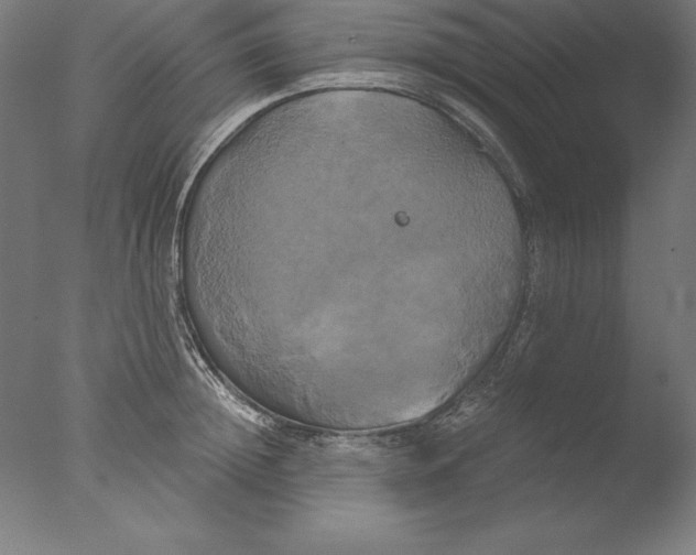 X0000076330852200610201703