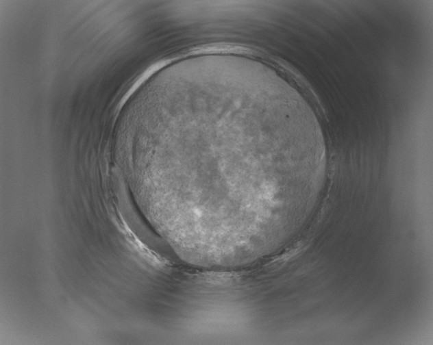 X0000076330860200610201703