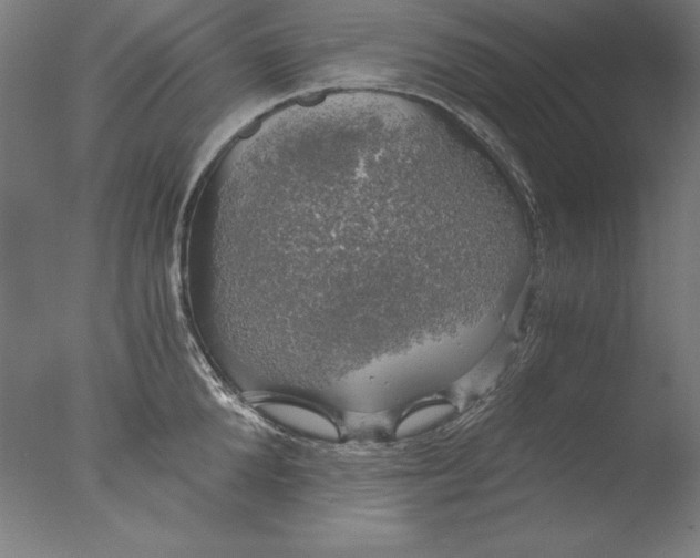 X0000076330904200610201701