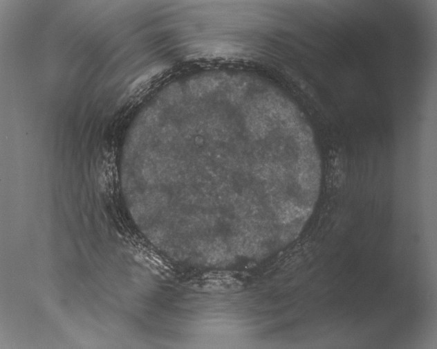 X0000076330918200610201700