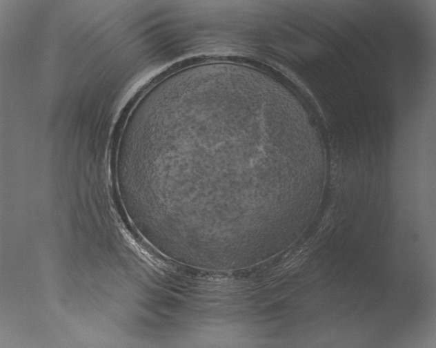 X0000076330935200610201701