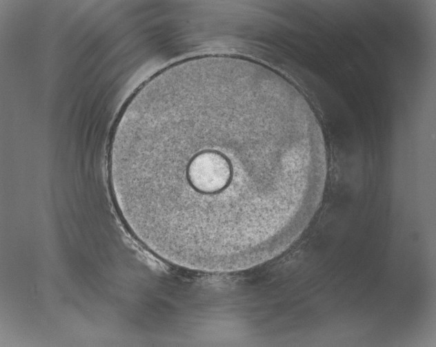 X0000076330950200610201701