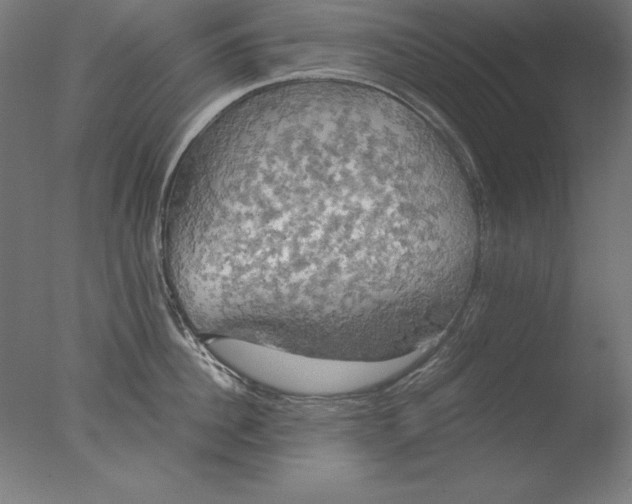 X0000076330956200610201701