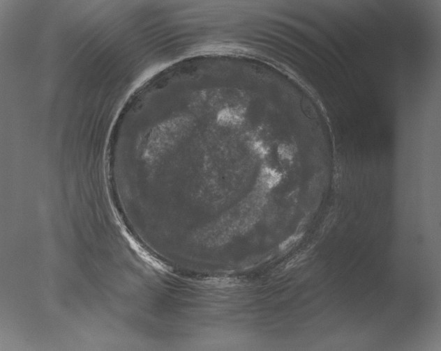 X0000076331037200610201659