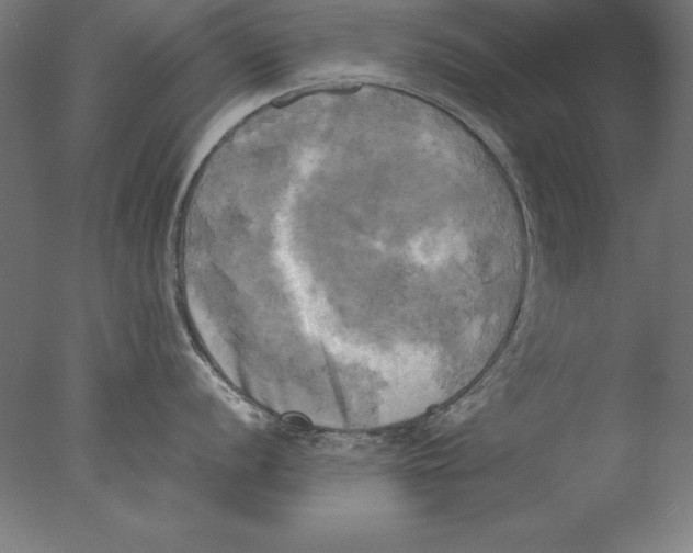 X0000076331056200610201700