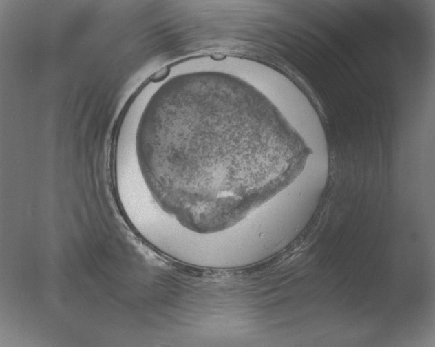 X0000076331099200610201658