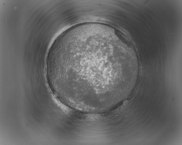 X0000076331136200610201658