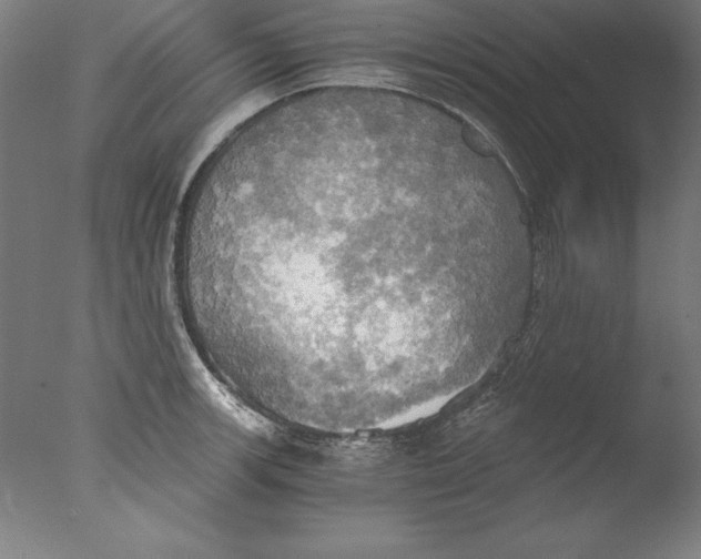 X0000076331139200610201658