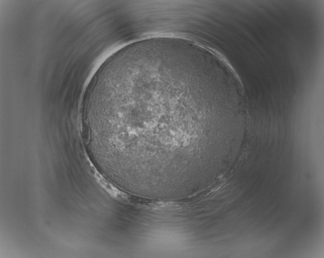 X0000076331148200610201658