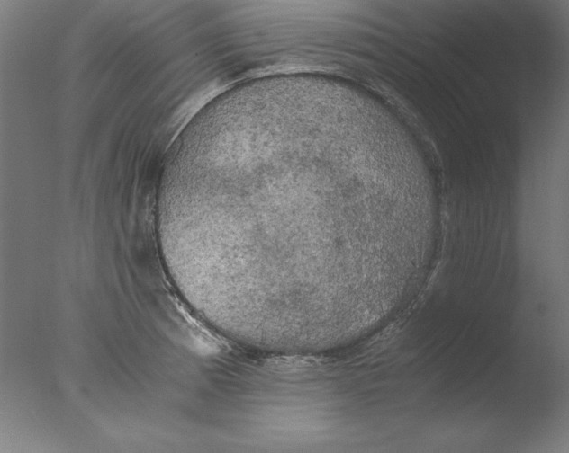 X0000076331185200610201657