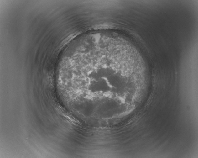 X0000076331217200610201656