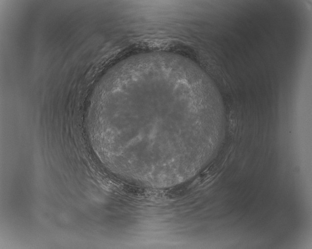 X0000076331249200610201656