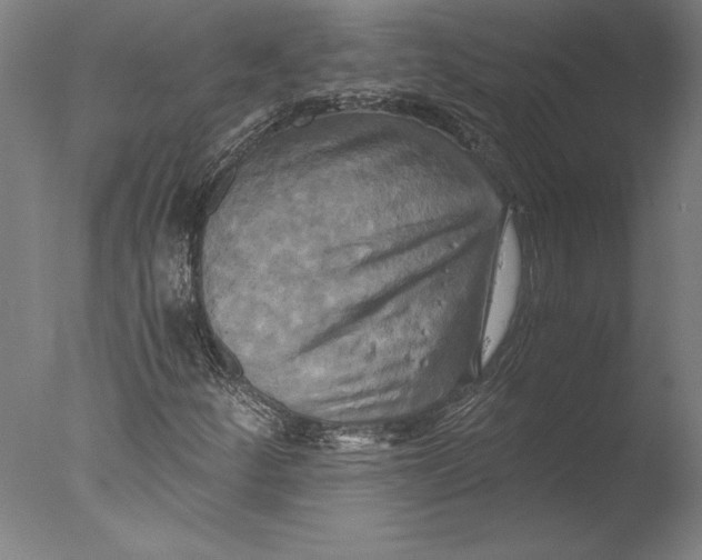 X0000076331252200610201655