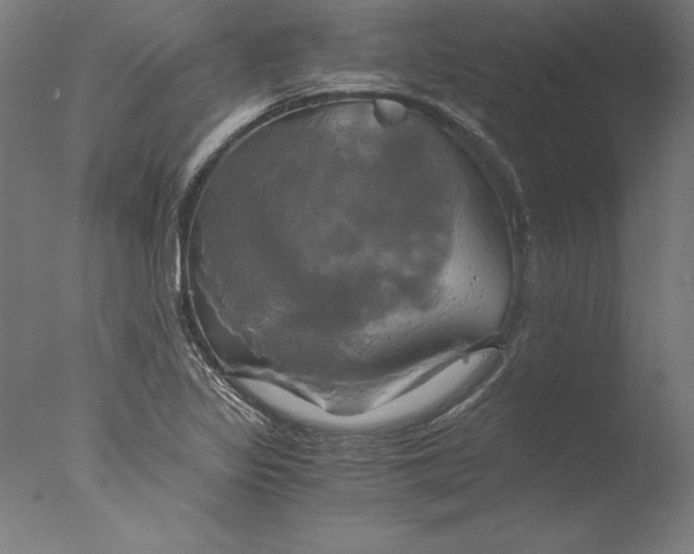 X0000076331317200610201654