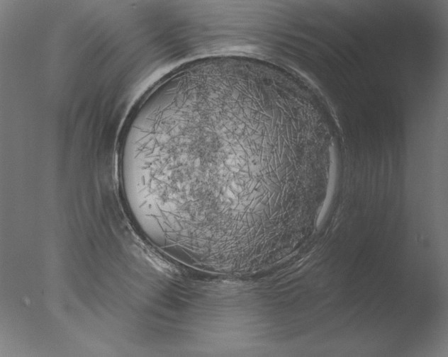 X0000076331324200610201654