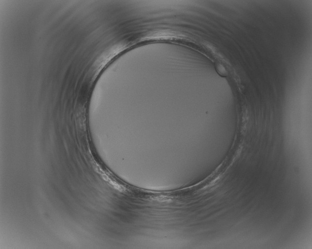 X0000076331329200610201654