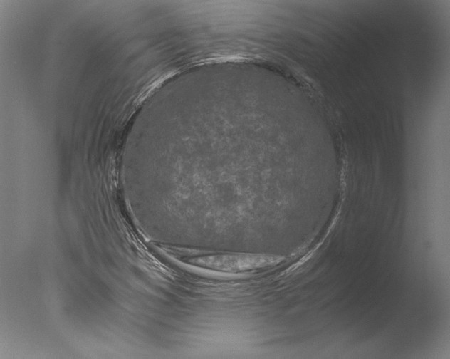 X0000076331353200610201654