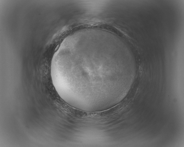 X0000076331447200610201652