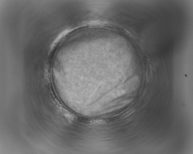 X0000076331454200610201652