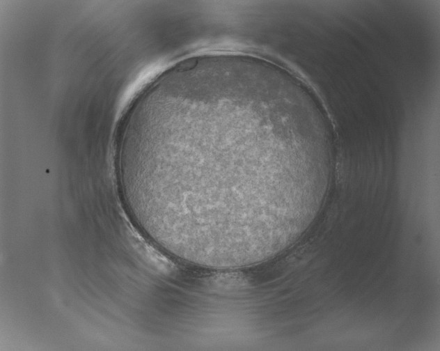 X0000076331464200610201652