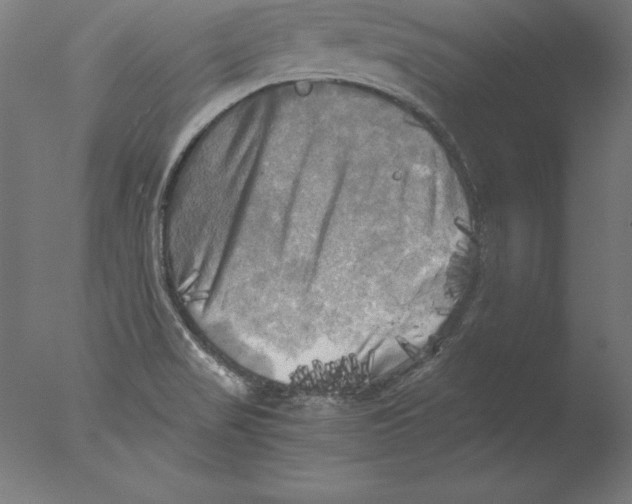 X0000076331517200610201651