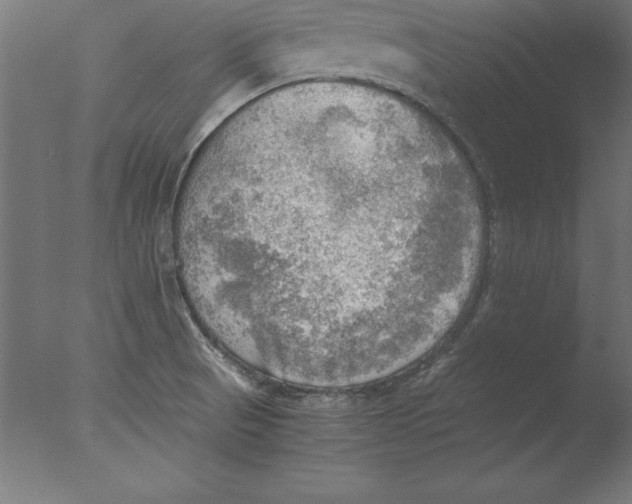 X0000076331521200610201651