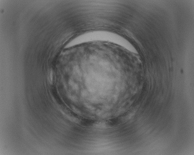X0000076330076200610272040
