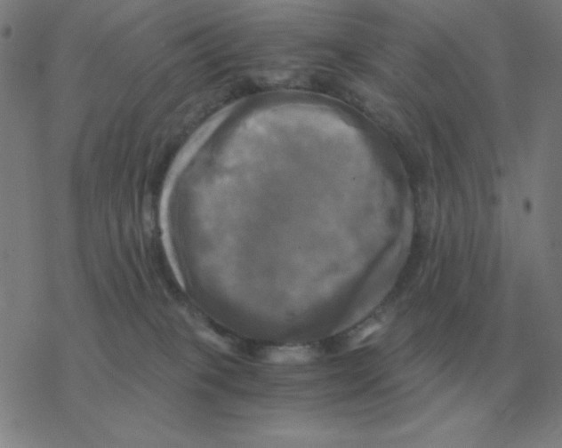 X0000076330085200610272040