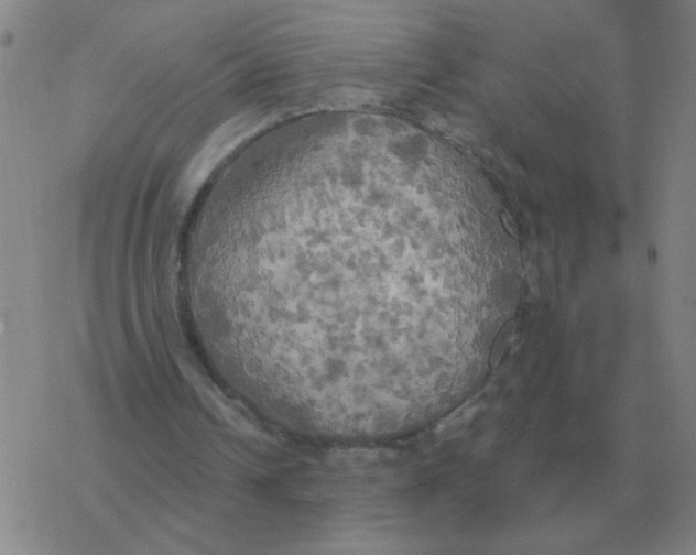 X0000076330242200610272036