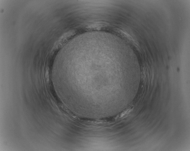 X0000076330504200610272033