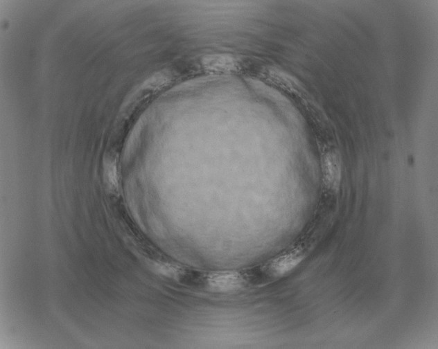 X0000076330705200610272029
