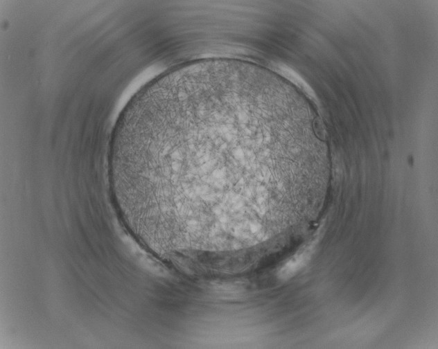 X0000076331138200610272023