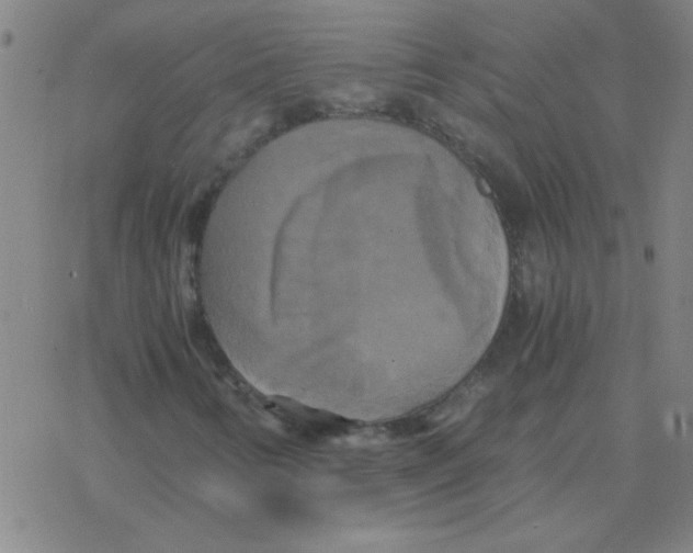 X0000076331346200610272019