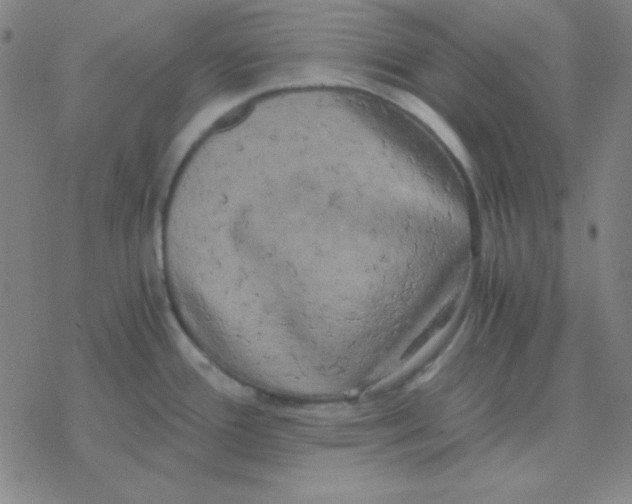 X0000076331388200610272018