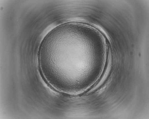 X0000076340999200609291127