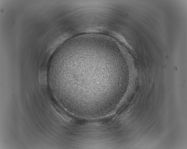 X0000076340299200610061507