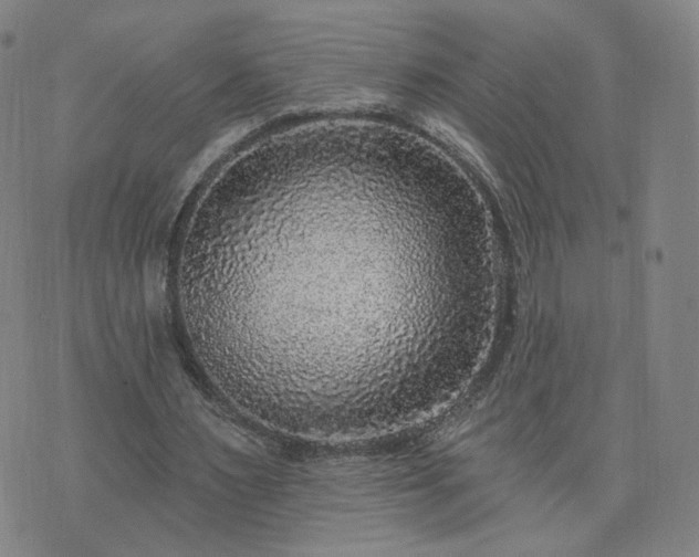 X0000076340483200610061504