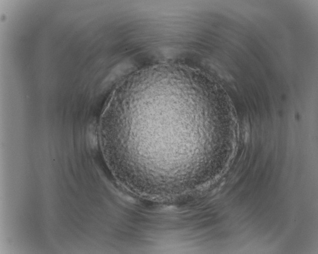 X0000076340719200610061500