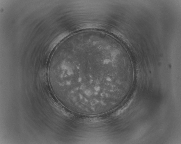 X0000076341121200610061454