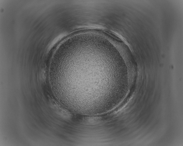X0000076341163200610061453