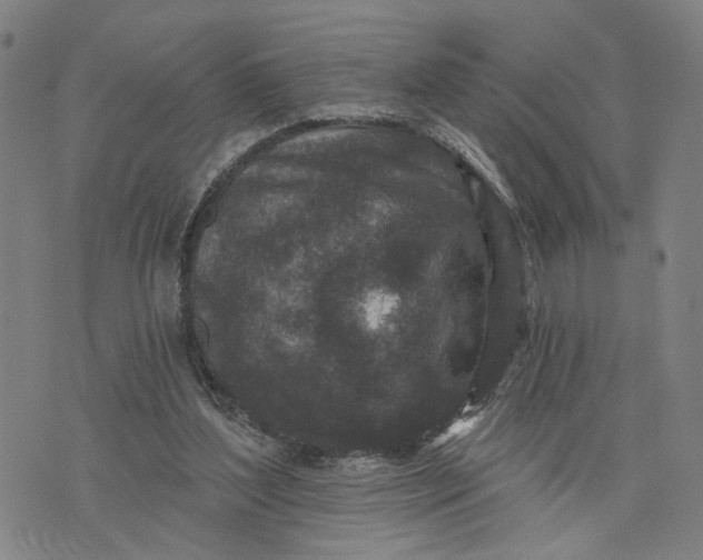 X0000076340204200610161742